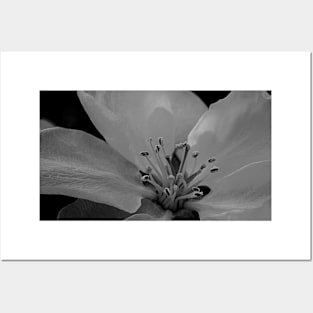 Apple blossom in black and white. Posters and Art